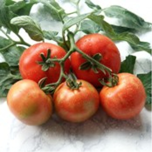 Dorina F1 Tomate