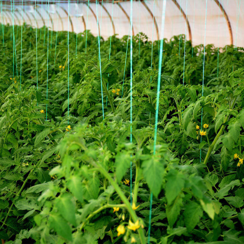 Ata / Sfoara de Palisat Legume, Verde, UV 3%, 0,9kg, 1800m