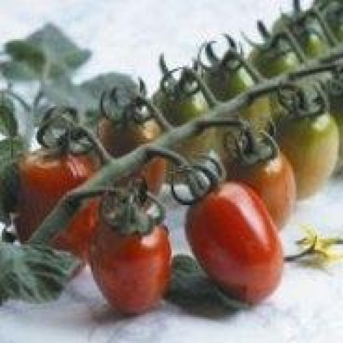 Milla tomate cherry 