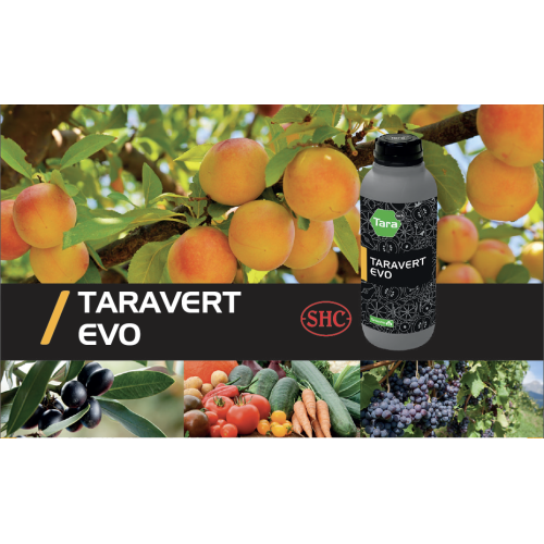 TARAVERT ROOT 1L