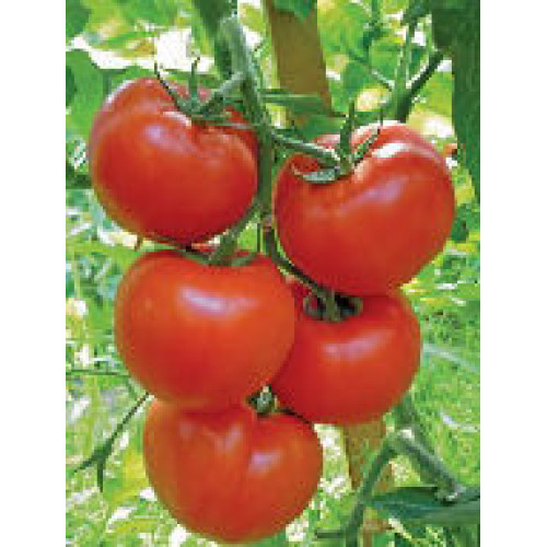 Gravitet F1 Tomate
