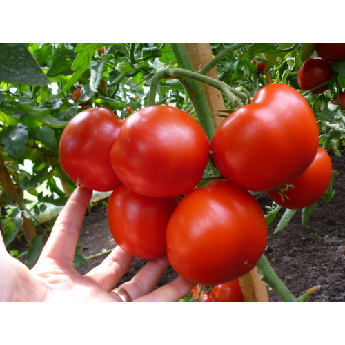 Răsaduri altoite tomate două braţe Gravitet 
