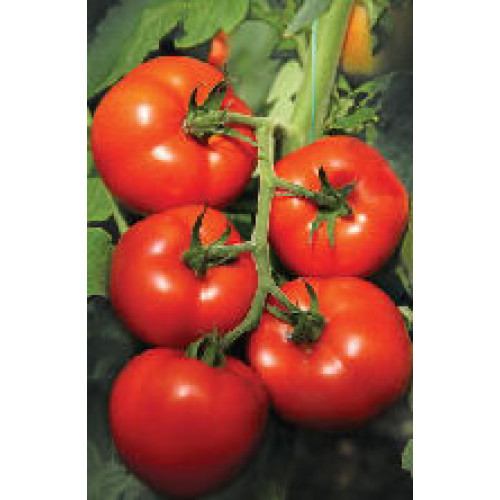 Izmir F1 Tomate