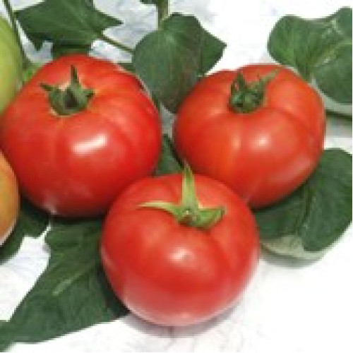 Kalina F1 Tomate