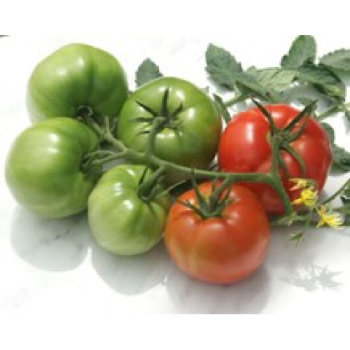 Kom F1 Tomate