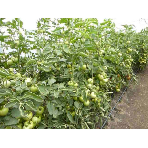 Răsaduri altoite tomate două braţe Minaret 