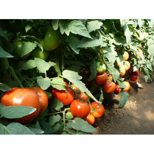 Răsaduri altoite tomate două braţe Panekra  