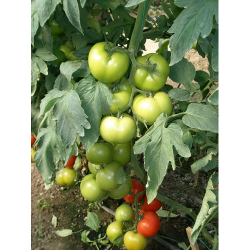 Răsaduri altoite tomate două braţe Izmir 