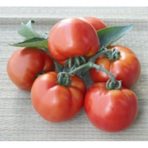 Bendida F1 Tomate