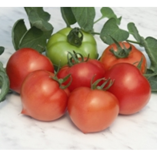 Prekos F1 Tomate