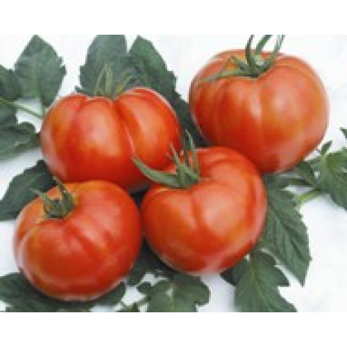 Rozabella Tomate