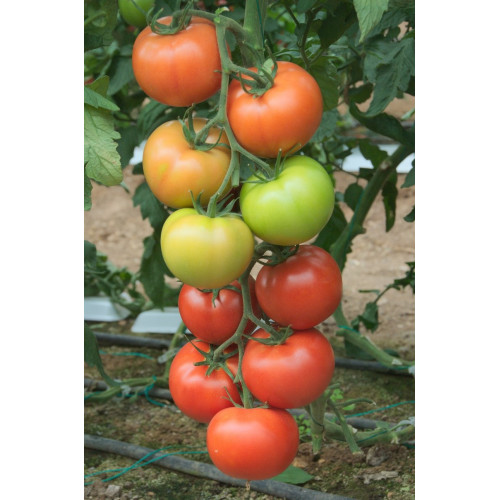 FULYA F1 Tomate