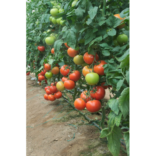 FULYA F1 Tomate