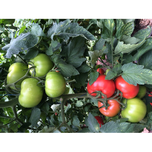 PANDA F1 Tomate