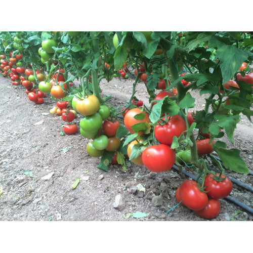PANDA F1 Tomate