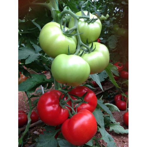 PANDA F1 Tomate