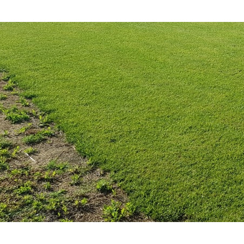 Rulou Gazon Sport 40 m2